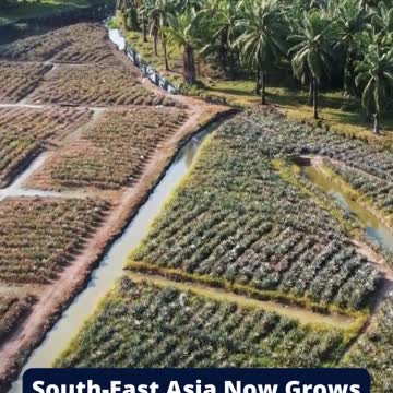 Top 10 Most Interesting Facts About Pineapples Part 1