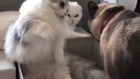 cat fight