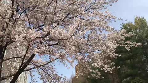 It is a beautiful cherry blossom