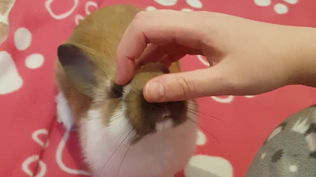 Adorably clingy bunny begs for more attention