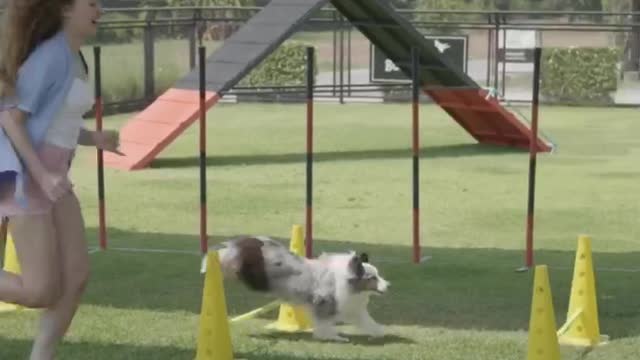 Woman Teaching a Dog ... training dog