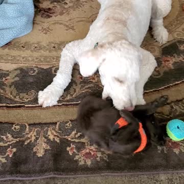 Labradoodles are a 10 on the cutenes scale