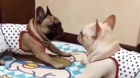 Cute and Funny Animals Videos Compilation