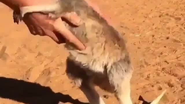 The warmth of kangaroos