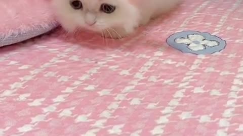 Kittens pets Cute Cute #Animals #Shorts