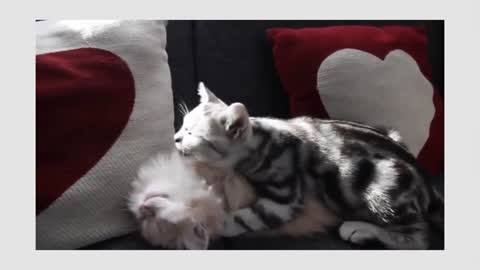 cute kittens-My funny kittens play together