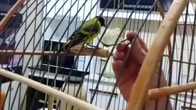 Little bird eating out of the owner's hand. Incredible