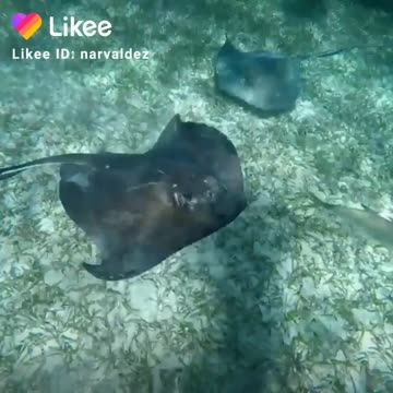 Sting Ray cuddle