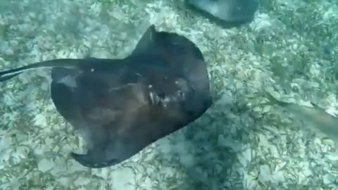 Sting Ray cuddle