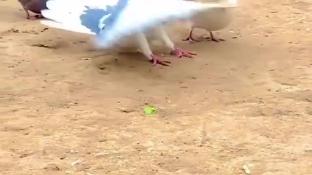 Super cute pigeon doing stunts
