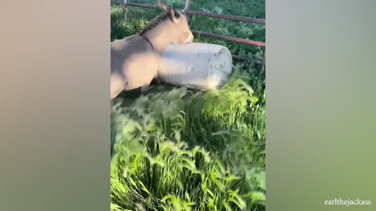 Funny animal video