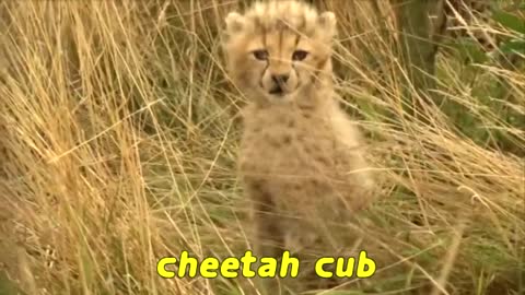 Cutest Wild Baby Animals Ever//2021