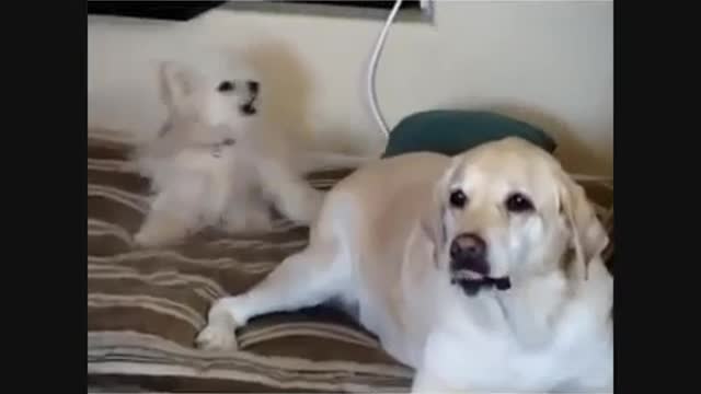New Funny and Cute Dogs Videos Compilation