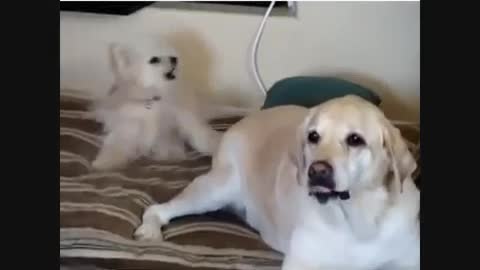 New Funny and Cute Dogs Videos Compilation