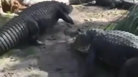 This is a beautiful and charming water-dwelling species