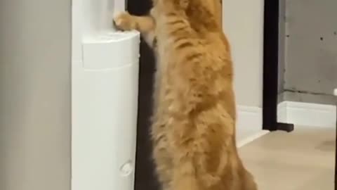 Very funny cat drinking water