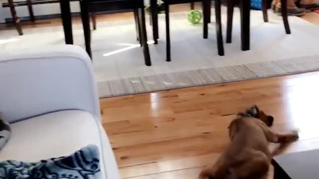 Puppy leaps white couch legs collapse