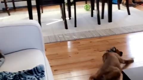 Puppy leaps white couch legs collapse