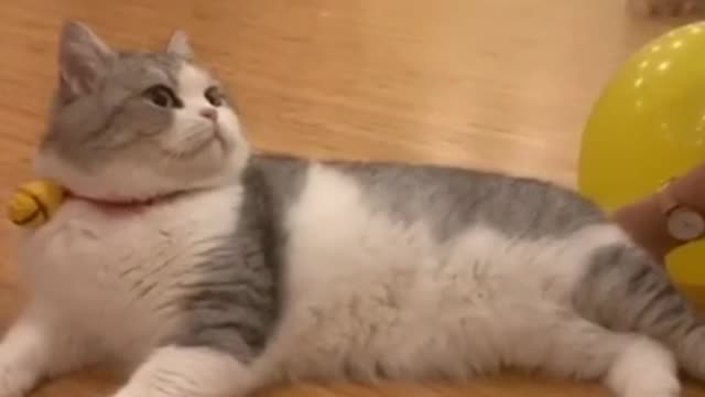 Lovely Cat Video