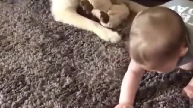 Babies having fun with their pets