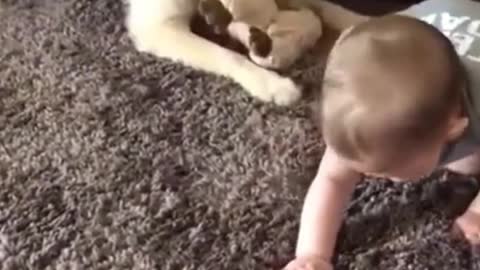 Babies having fun with their pets