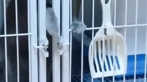 Funniest animals on the internet , funny animal videos 03