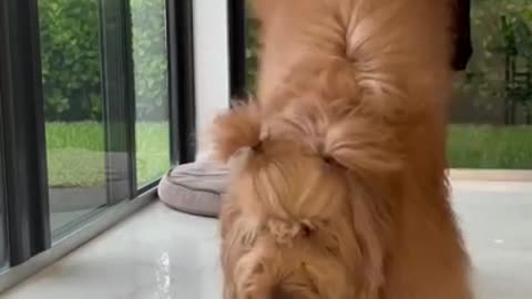 Do you stretch your dog #goldendoodle #dogdad #cute
