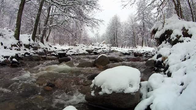 Forest Snow water