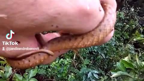 Perigo não imitar cobra 🐍 venenosa