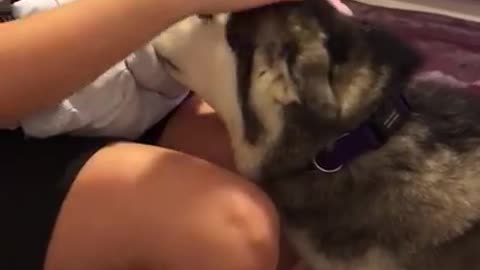 Millie the husky welcoming baby Parker to the family.