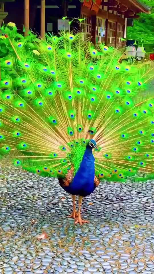 peacock Everyone will watch this video, please, very beautiful video