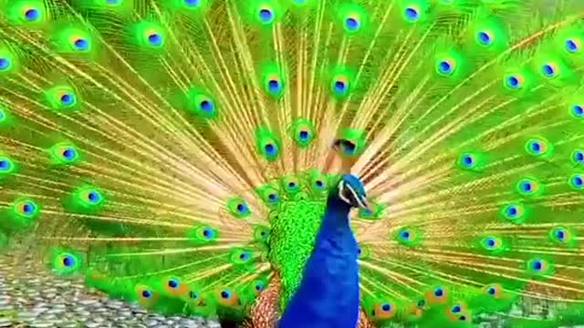 peacock Everyone will watch this video, please, very beautiful video