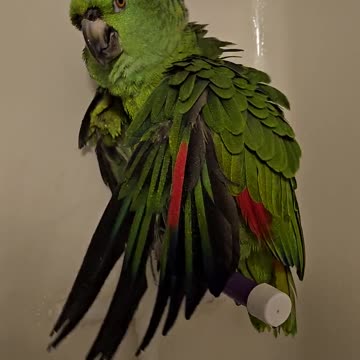 Bird taking a shower during these trying times