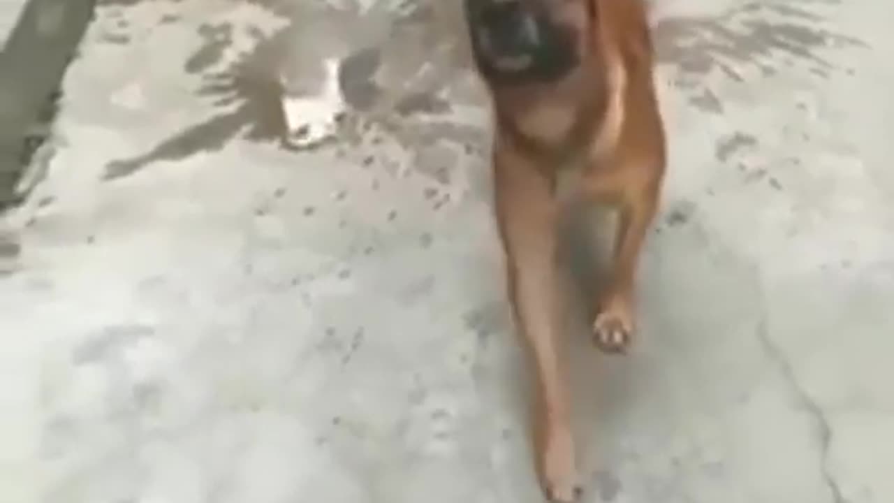 Funny Animals