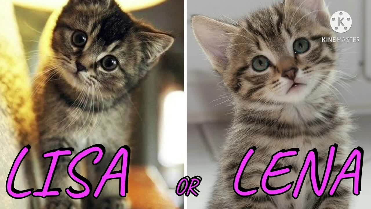 Lisa or Lena 💖😍 ( Cute Animals) #part-1