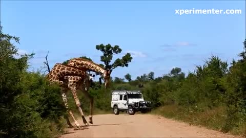 Giraffe Fight