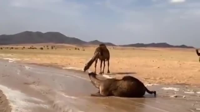 Happy camel with rain