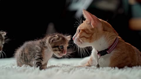Cat mom