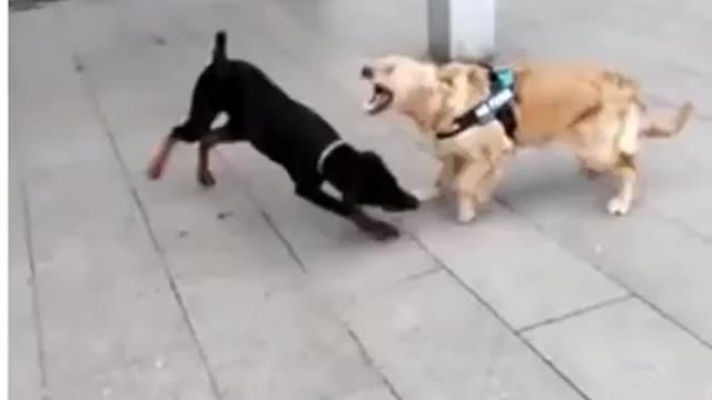 Dog martial arts