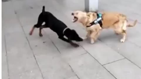 Dog martial arts