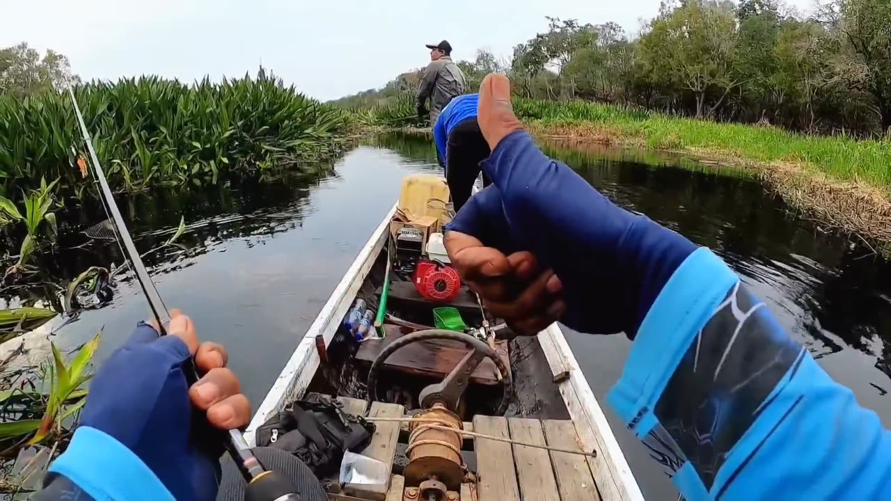 Fishing for Ancient Fish in the Interior of Riau || Indonesia