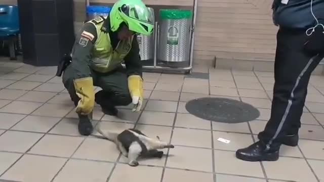 Video: Oso hormiguero fue hallado en la Terminal de Bucaramanga