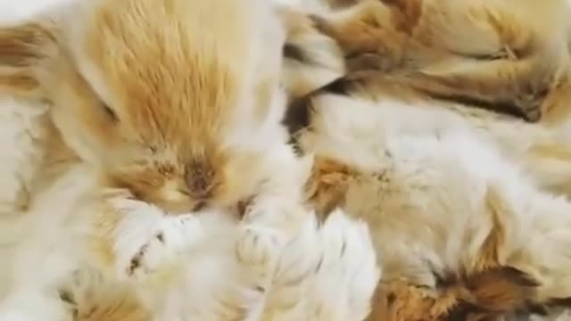 small cute bunnies