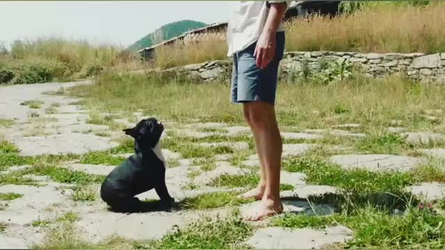 The power of Dog || Dog Showing His power to owner ||Dog's Latest video 2021