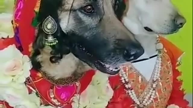 Dogs marry/marriage funny viedo