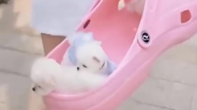 adorable cute puppy enjoying time