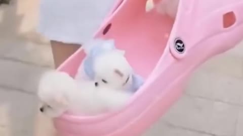 adorable cute puppy enjoying time