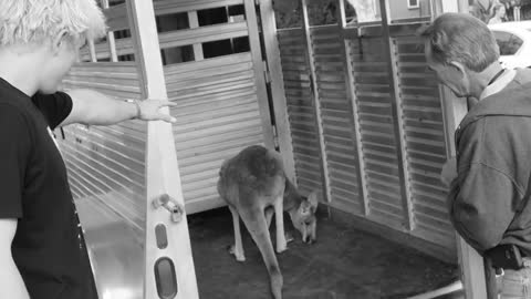 Jake Paul fighting off Kangaroo