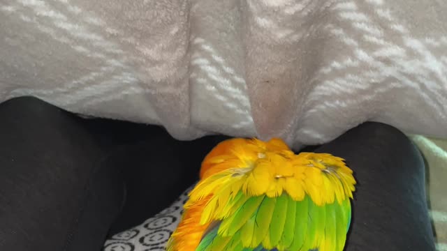 Parrot acts tough under blankets