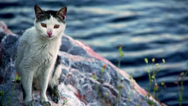 Animal Cat Near The Sea